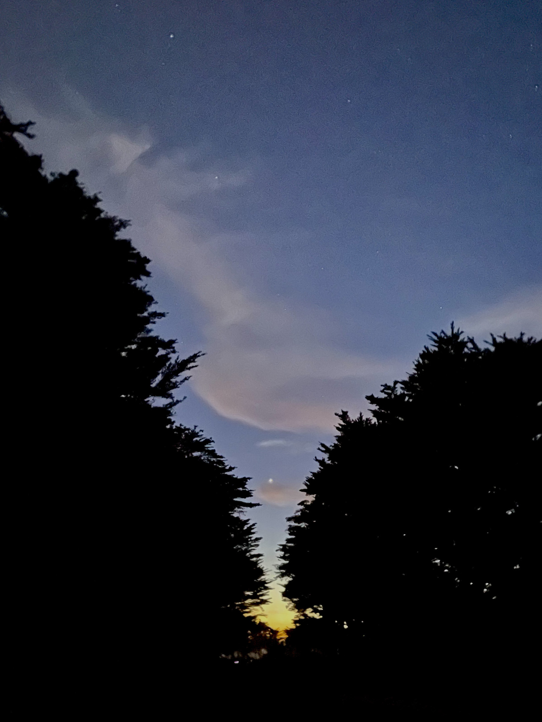 The conjunction of Jupiter and Saturn between trees